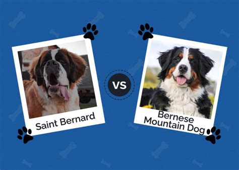 St Bernard Vs Bernese Mountain Dog Whats The Difference With