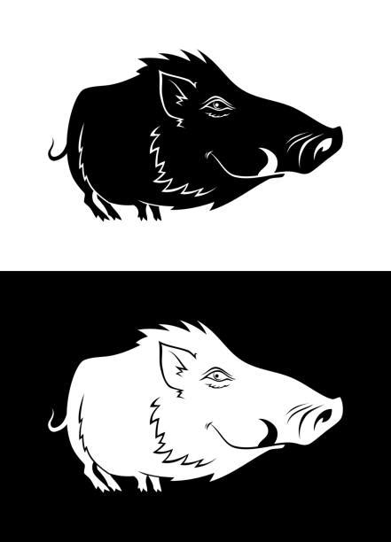 Best Wild Hog Illustrations Royalty Free Vector Graphics And Clip Art