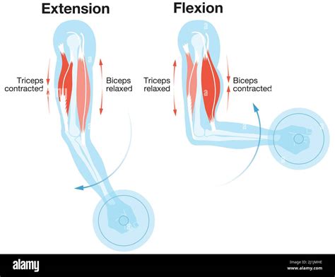 bíceps y tríceps extensión y flexión ilustración etiquetada fotografía de stock alamy