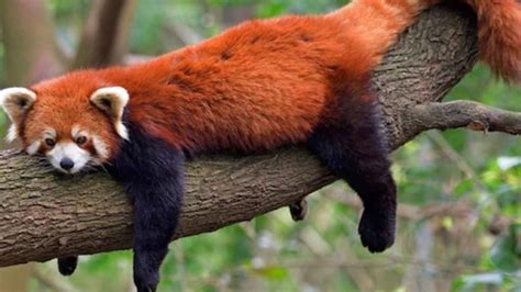 International Red Panda Day 2022 Date History And Importance