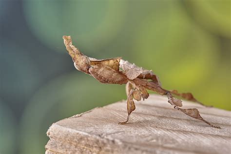 Ghost Mantis Phyllocrania Paradoxa Progression Thread Mantis