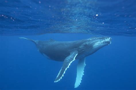 Humpback Whale Whale And Dolphin Conservation Australia
