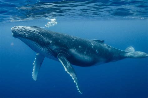 Humpback Whales Are Falling Silent And The Reason Will