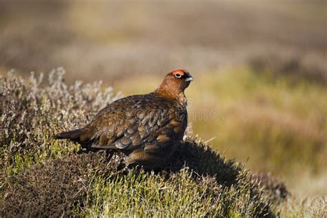 Red Grouse On Open Moorland Stock Image Image Of Natural Habitat