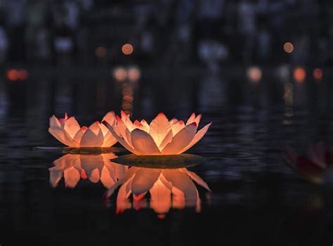 lantern water lotus night festival asian asia celebration culture dark flower holiday