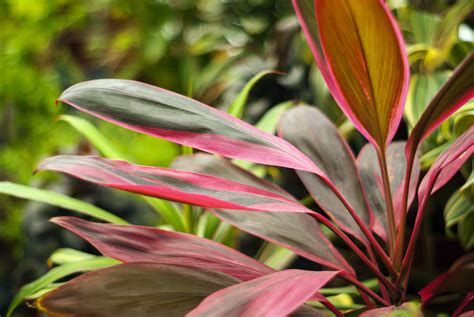 Cordyline Guide How To Plant And Care For Cordylines 2022 Masterclass