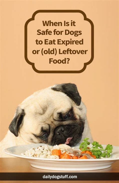Learn what you should be feeding your dog at every stage of its life. When Is it Safe for Dogs to Eat Expired or (old) Leftover ...