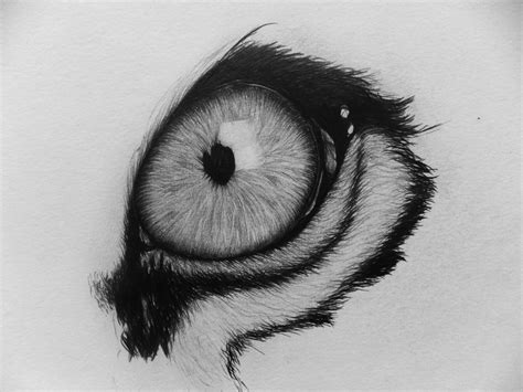 Simple Tiger Eye Drawing