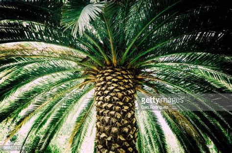 Pineapple Palm Tree Foto E Immagini Stock Getty Images