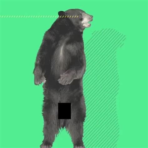 Dancing Bear By Fabio Brunello Aftereffects Pop Bear Dancing