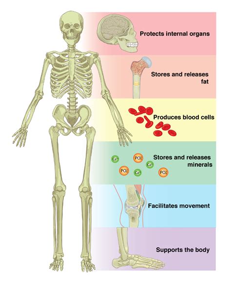 61 The Functions Of The Skeletal System Anatomy And Physiology In 2021