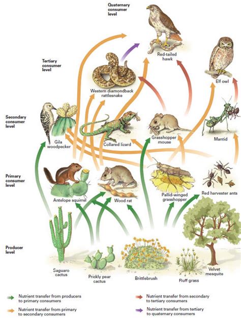 In addition, mercury has been found in predatory mammals such as otters from south central ontario. This is a desert food chain. As you can see, the food cha ...