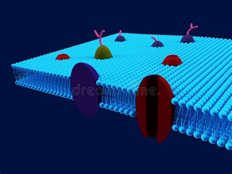 Membrana Cellulare Modelli Di Un Diagramma Dettagliato Della Struttura