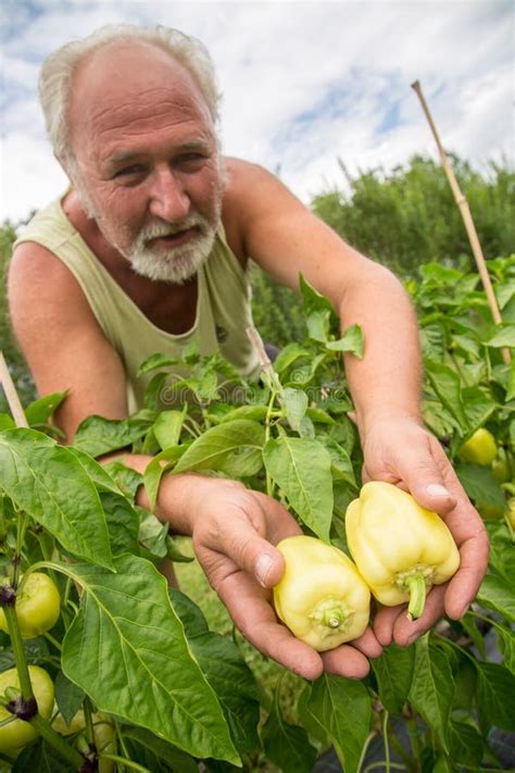 Real Farmer In His Own Home Garden Stock Image Image Of Bell Eating