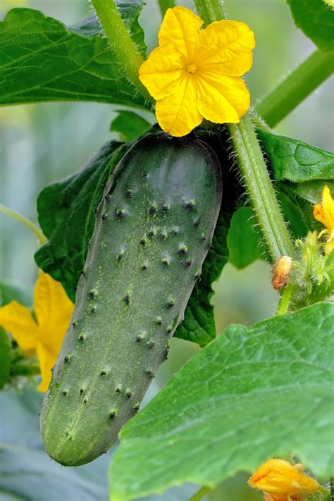 How To Grow Cucumber Plants Like Crazy The 3 Simple Keys To Success