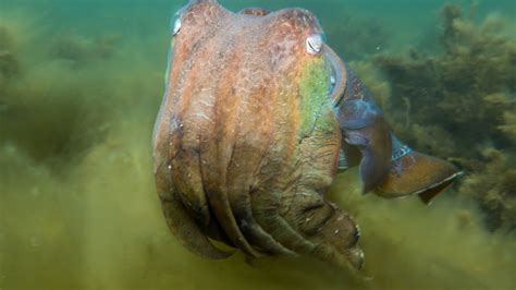 Giant Cuttlefish South Australia Ep 10 Youtube