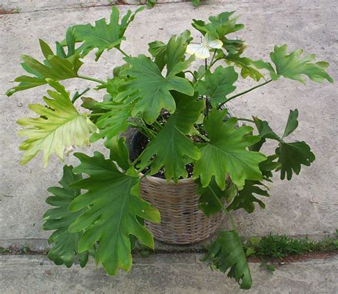 Dwarf cultivars will grow to only 3 ft (90 cm) tall. 20 Air-Purifying Plants for Your Interior