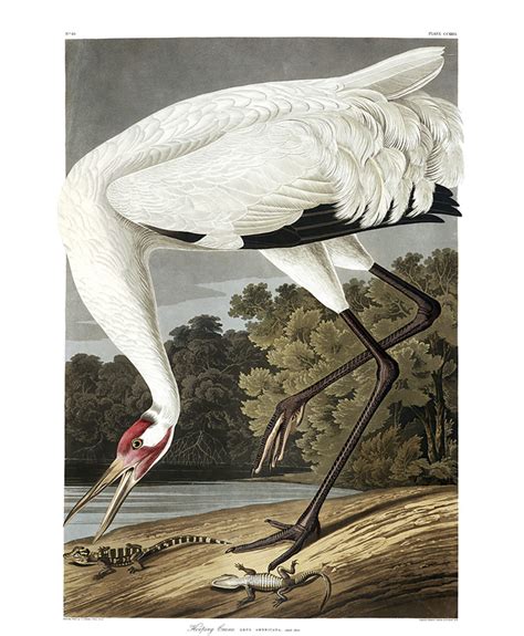 Jean Jacques Audubon Ornithologue Et Peintre Naturaliste Fiche