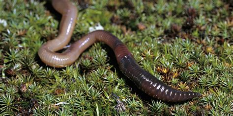 Earthworms A Menace To Alberta Forests Says Worm Invasion Project Photo