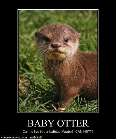 Baby Otter Cheezburger Funny Memes Funny Pictures