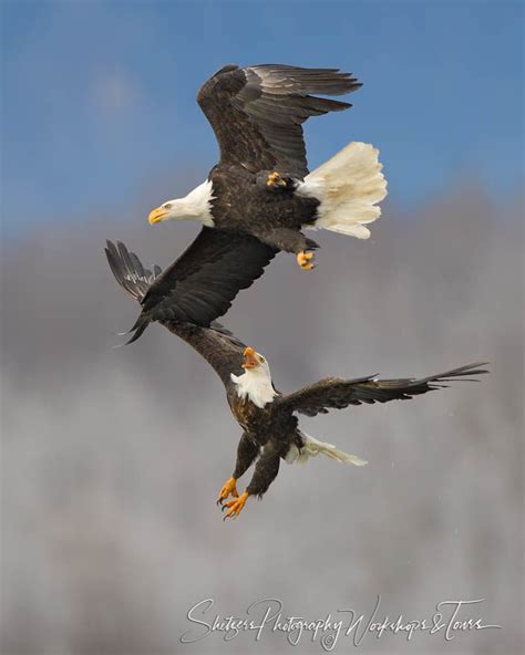 Bald Eagles Flight In Flight Shetzers Photography