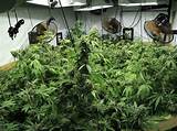 Hydroponic Marijuana Yields