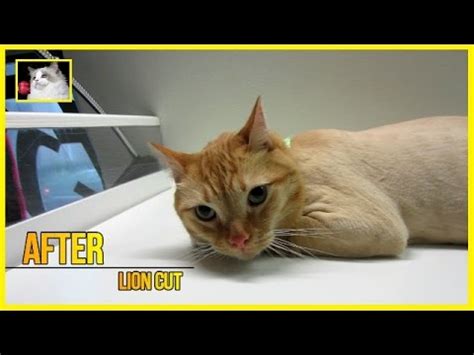 Professional cat groomers use a set of clippers to shave the cat's hair very short on the body. Domestic Short Hair Cat - Lion Cut - YouTube