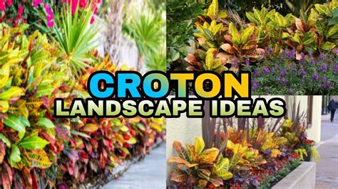Croton Landscaping Ideas San Francisco Plant Youtube