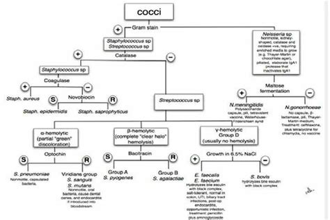 Cocci Flow Chart Science And Wonder Medical Laboratory Scientist