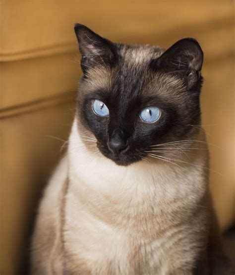 Check Out The Distinct Personality Of The Snowshoe Siamese Cat