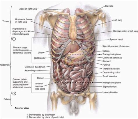 It is often related to the digestive tract, but can also be related to conditions of the body wall, skin, blood vessels, urinary tract, or reproductive organs. Human Anatomy Organs Left Side Human Anatomy Organs Left ...
