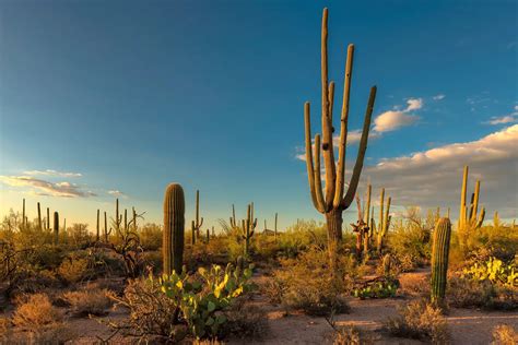 Complete Guide To Visiting Saguaro National Park