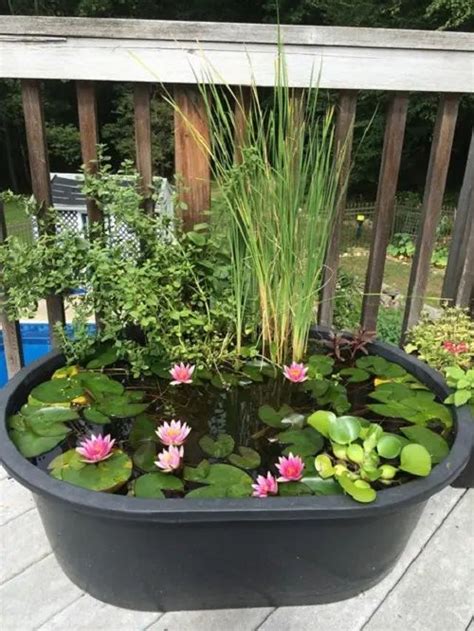 20 Miniature Water Lily Varieties For A Container Water Garden Water