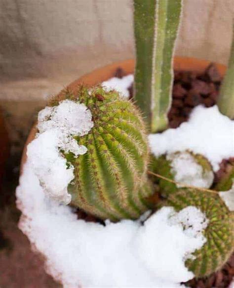 If you're tempted to water more often, just make sure the soil has dried out completely before you water it again, and always pour the water directly onto the sand or soil, rather than onto. How Often Should I Water My Cactus In Winter | How to ...