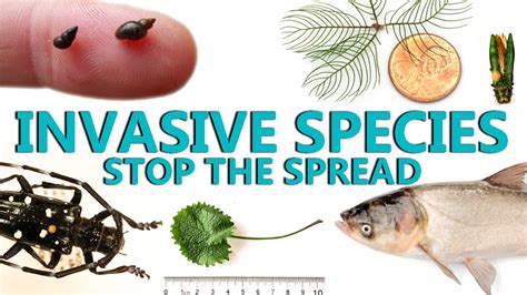 Invasive Species Stop The Spread Youtube
