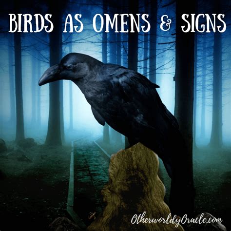 Birds As Omens And Signs Crows Owls Birds In The House And More