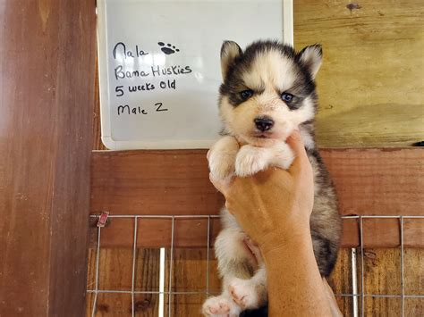 The purpose of the international seppala siberian sleddog club (isssc) is. Nala's husky puppies 5 weeks old - Siberian Husky Puppies ...