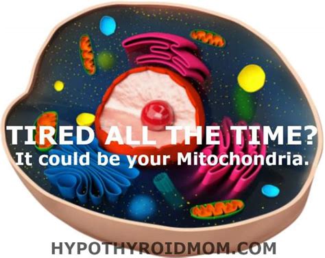 Animal cells contain these cylindrical structures that organize the assembly of microtubules during cell division. Tired all the time? It could be your Mitochondria ...