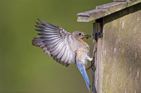 Female Eastern Bluebird Feeding Young Photograph By Bonnie Barry Pixels