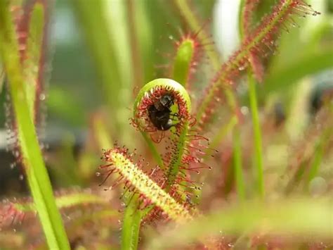 Carnivorous Plants How To Care For Them