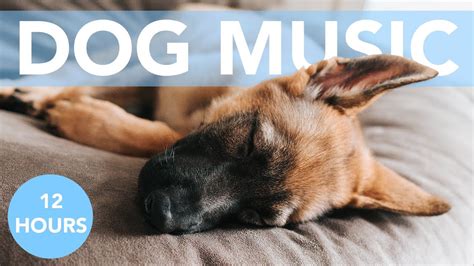 Dog Relaxation Therapy Music Songs To Relax Your Dog 💤 Youtube