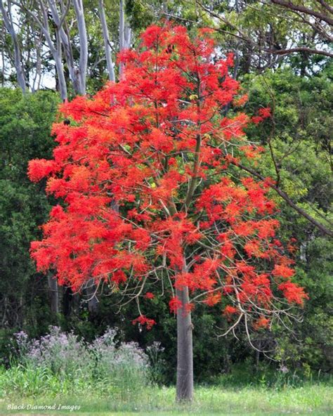 Brachychiton Acerifolius Illawarra Flame Tree Brachychiton