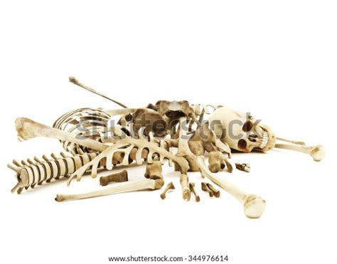 3372 Pile Human Bones Images Stock Photos And Vectors Shutterstock