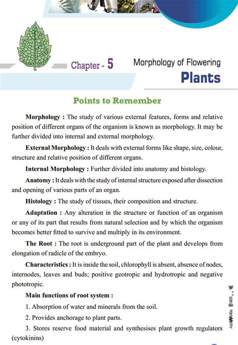 Cbse Notes Class 11 Biology Morphology Of Flowering Plants Aglasem