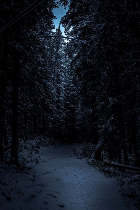 Iphone Dark Forest Wallpaper 4k