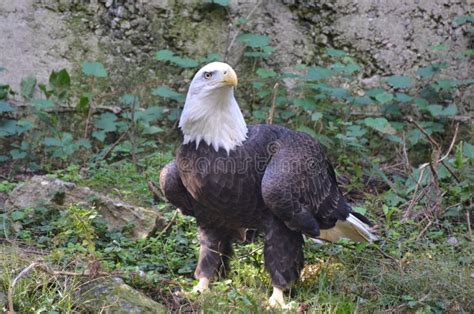 Bald Eagle Standing On The Ground Stock Photo Image Of Nature Proud