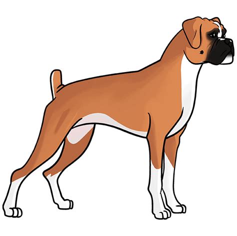How To Draw A Boxer Dog Easy Step By Step Cute Wilson Witabir