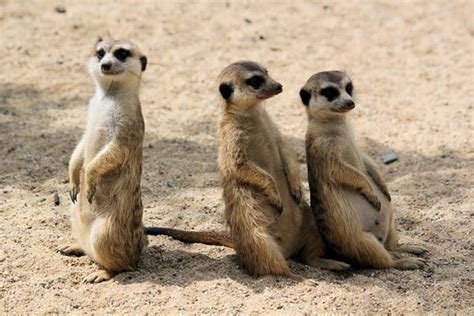 14 Interesting And Fun Meerkat Facts For Kids 2023 Updated