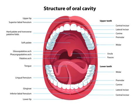 Human Open Mouth And Oral Cavity Anatomy Structure Model With Captions