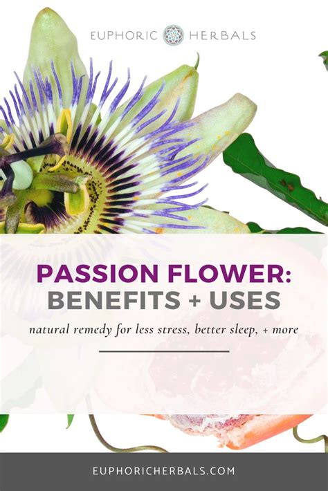 the benefits and uses of passion flower are many such as a natural sleep aid stress reducer